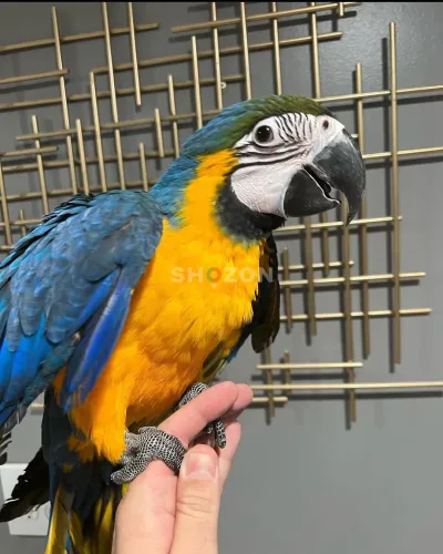 Talking Blue And Gold Macaws Parrots for Sale