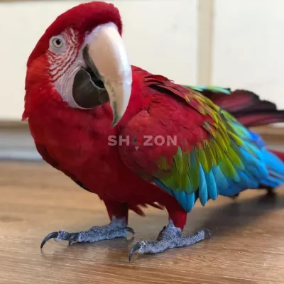 We have beautiful male and female Greenwing Macaw parrots for sale