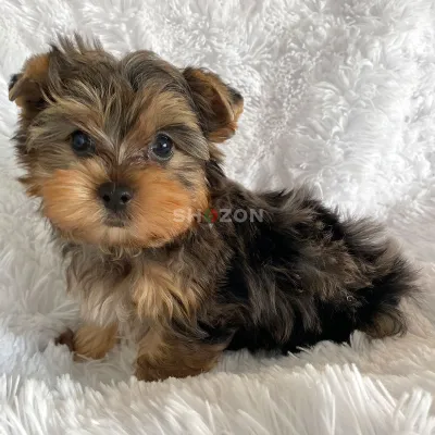 Teacup Yorkie puppies for sale