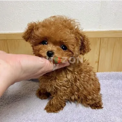 Potty Trained Male and female Toy Poodle Puppies for sale