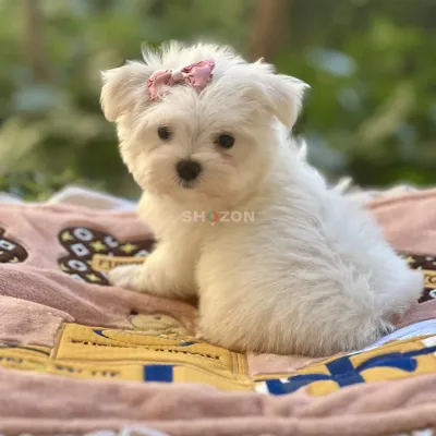 Beautiful Teacup Maltese Puppies Available