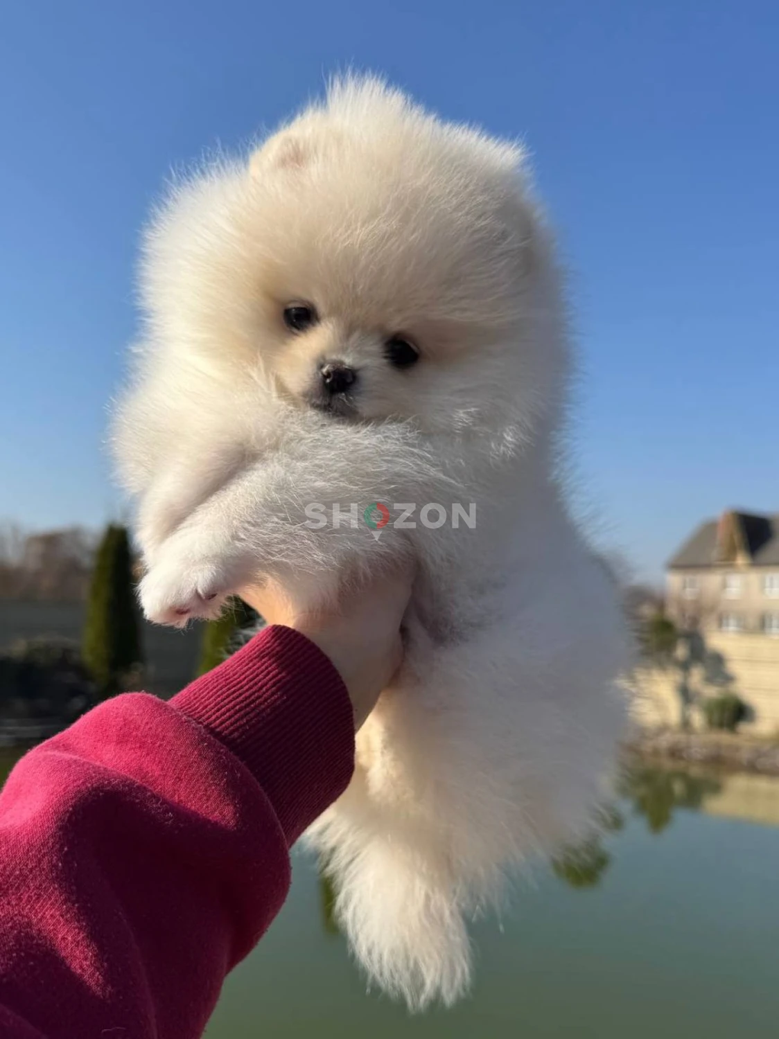 Adorable Pomeranian Puppy – Fluffy and Playful!
