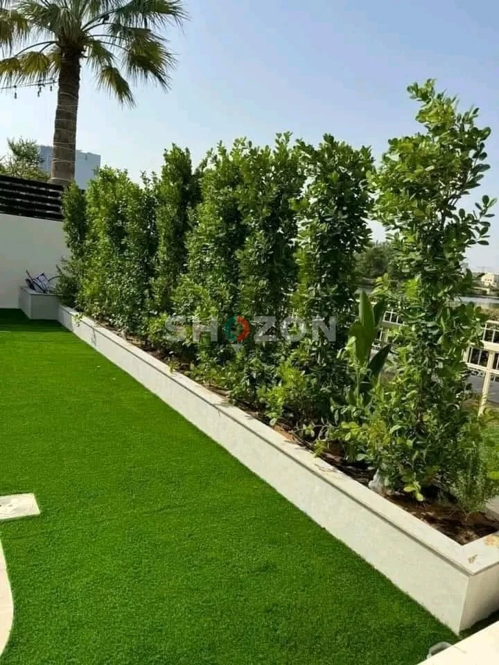 Beautiful Green Ficus  for Your Garden – Perfect for Landscaping!