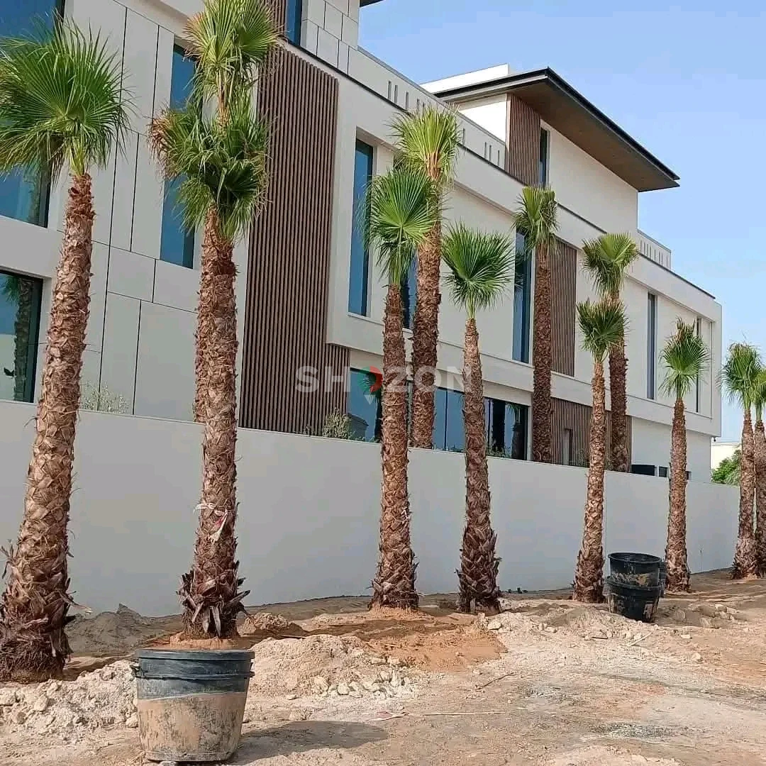 Washingtonia Palm 4m HT