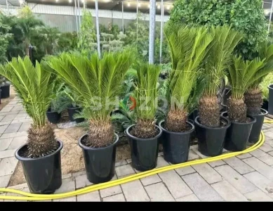 Shozon listing image