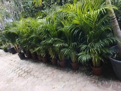 Shozon listing image