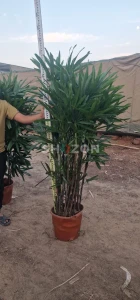 Shozon listing image