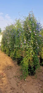 Shozon listing image