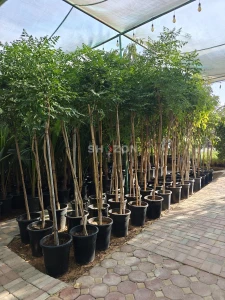 Shozon listing image