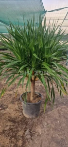 Shozon listing image