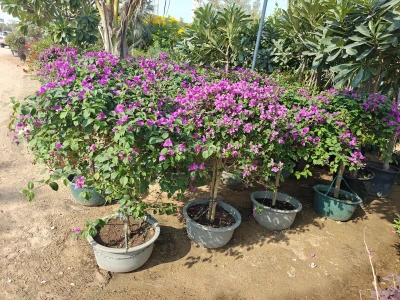 Shozon listing image