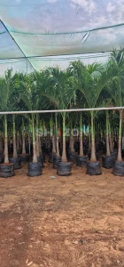 Shozon listing image