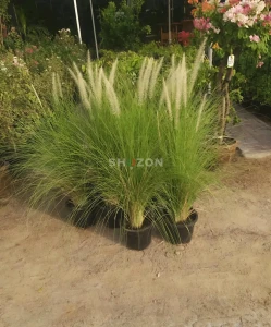 Shozon listing image