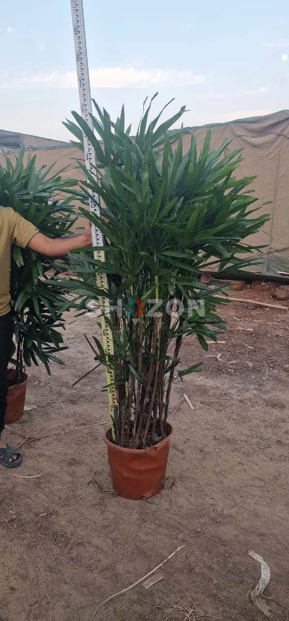 Beautiful Rahpics palm– Perfect for Your Garden!