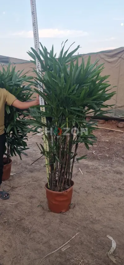 Shozon listing image