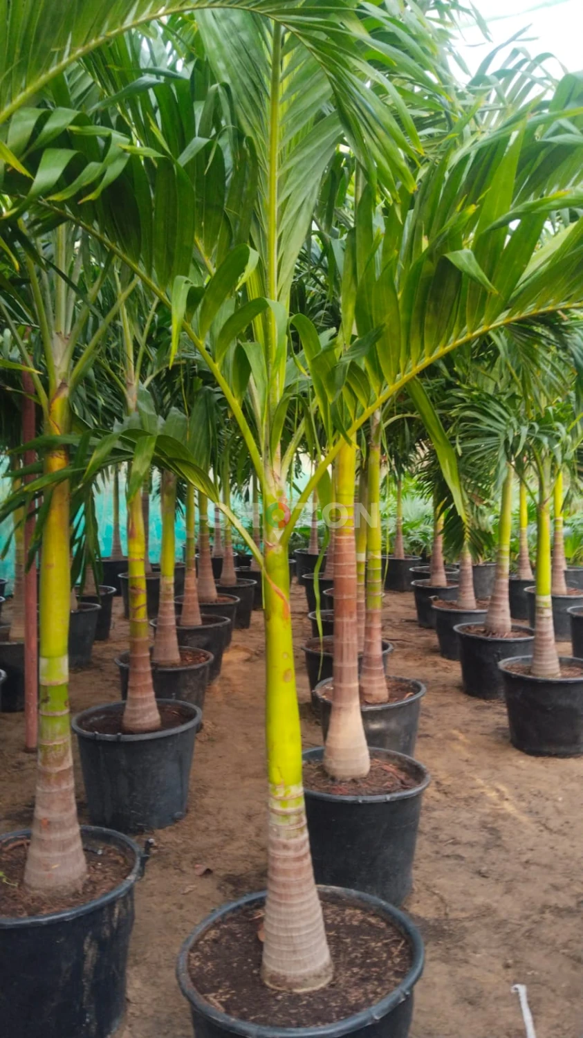 Vetchia Palm Trees – Perfect for Your Home!