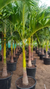 Shozon listing image