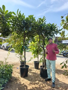 Shozon listing image