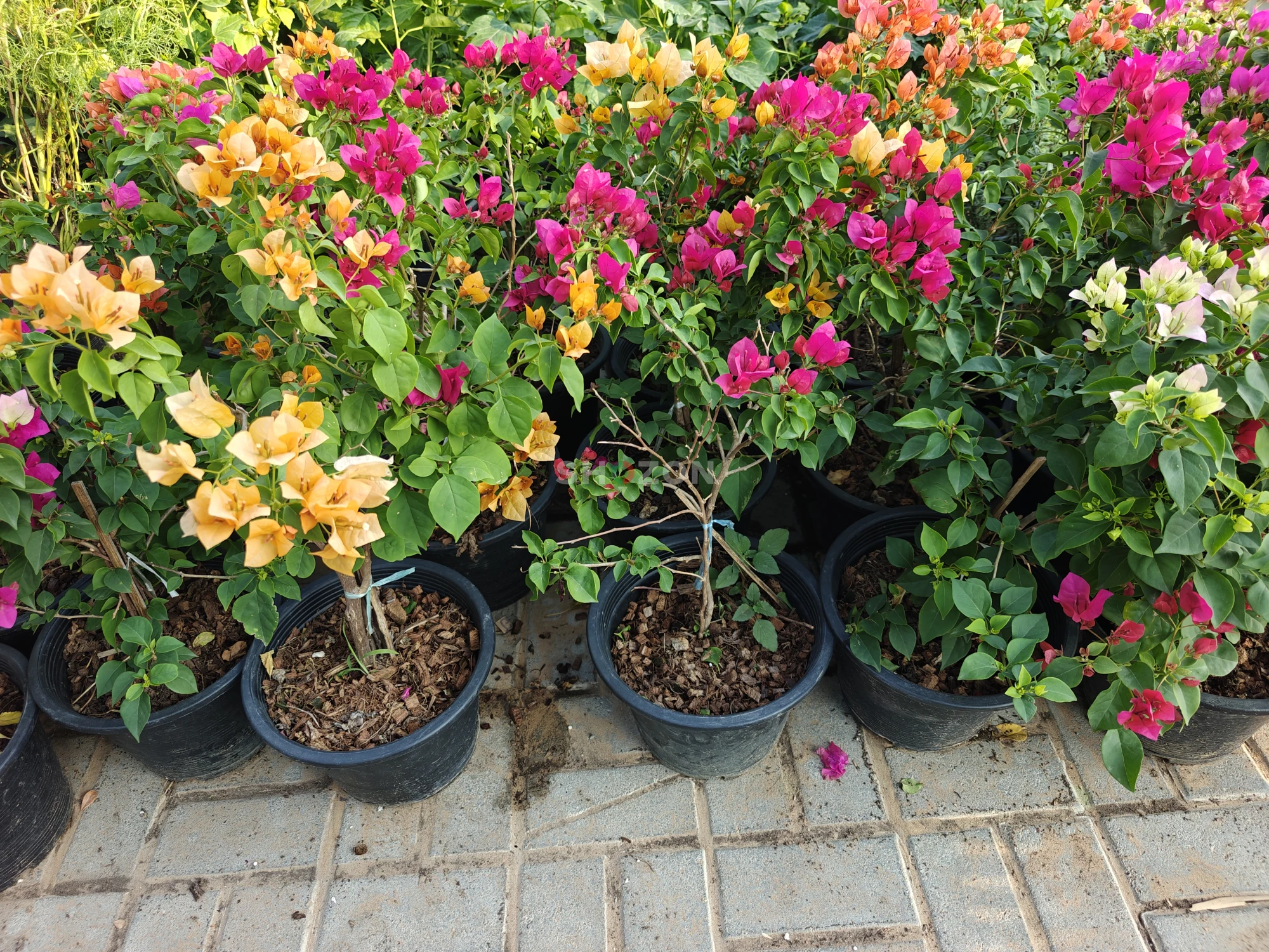 Vibrant Bougainvillea Plants – Perfect for Your Garden!