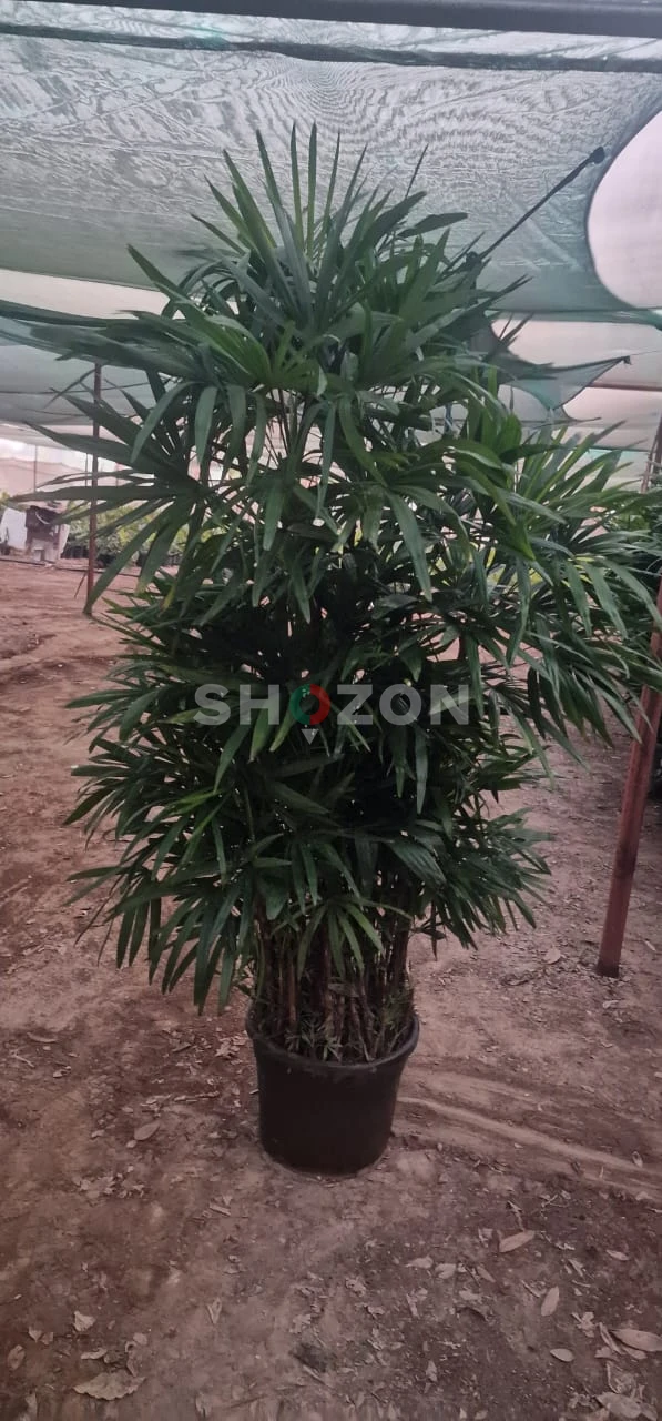 Beautiful Raphics Palm 1.6m 