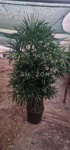 Shozon listing image