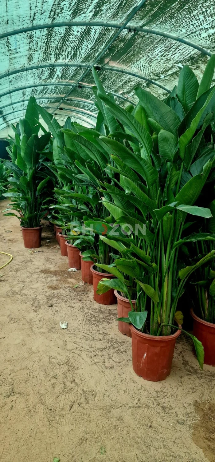 Beautiful Indoor Plants - Birds of paradise 