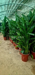 Shozon listing image