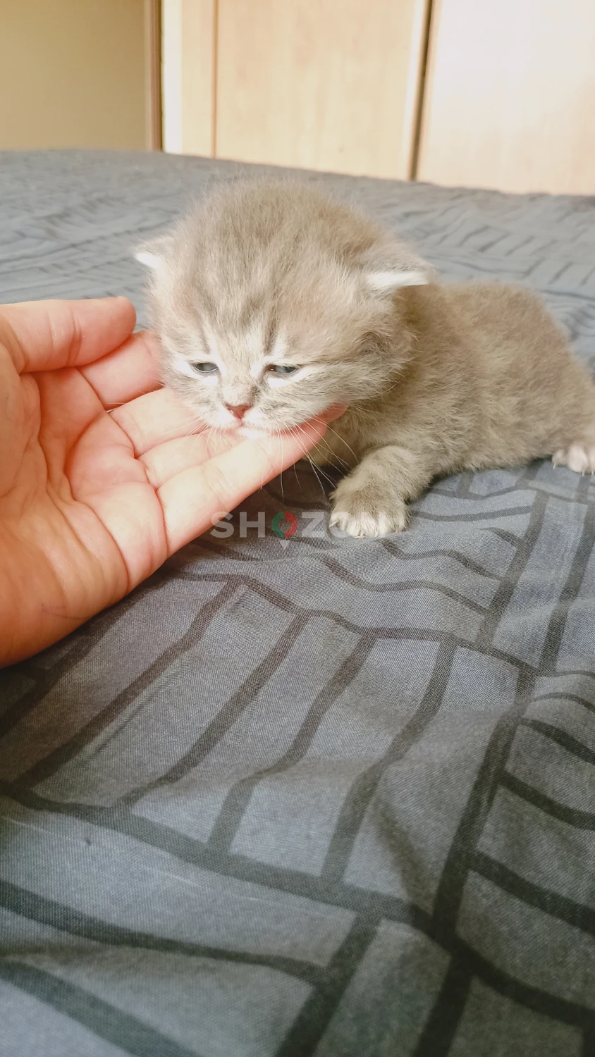 Adorable Grey Kitten – Ready for a Loving Home!