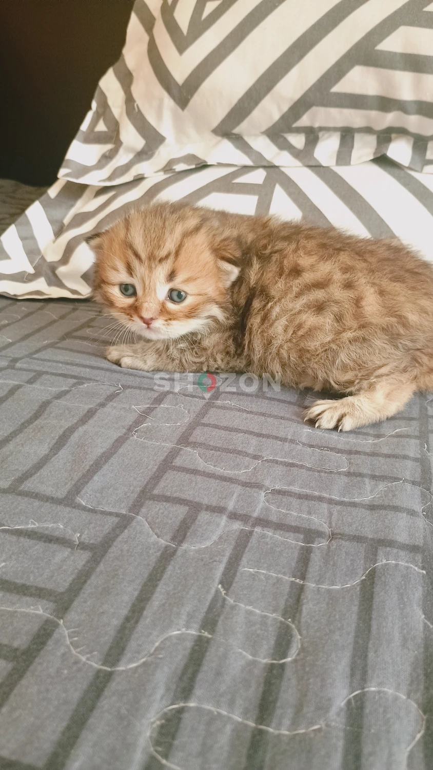 Adorable Kitten – Ready for a Loving Home!