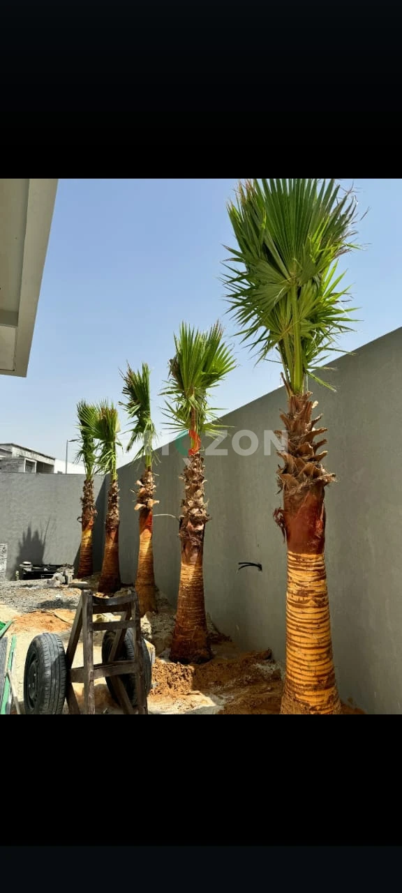 Beautiful Palm Trees for Sale – Perfect for Your Garden!