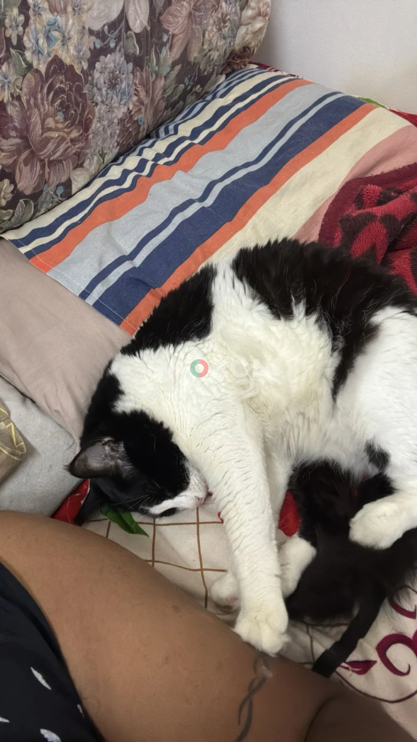 Adorable Black and White Cat – Perfect Companion!