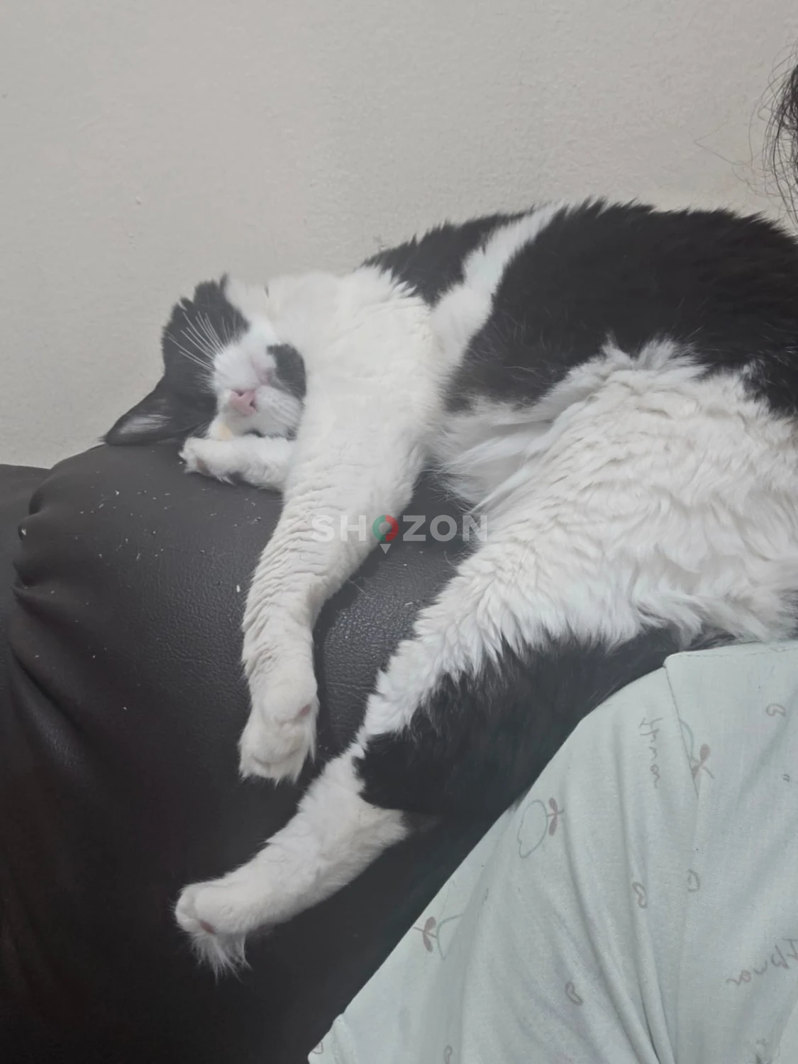 Adorable Black and White Cat – Perfect Companion!