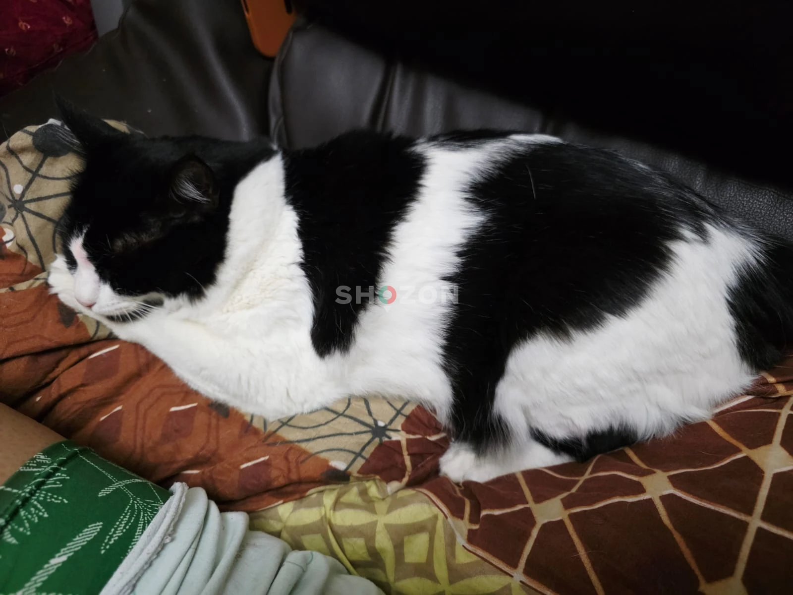 Adorable Black and White Cat – Perfect Companion!