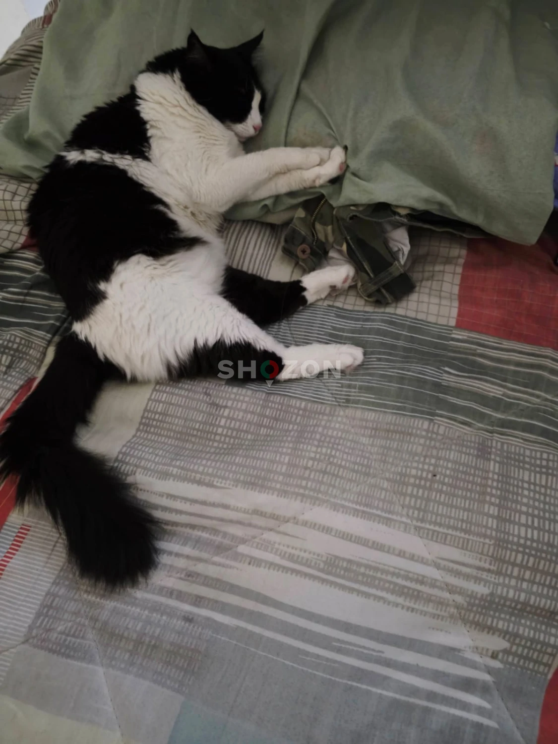 Adorable Black and White Cat – Perfect Companion!