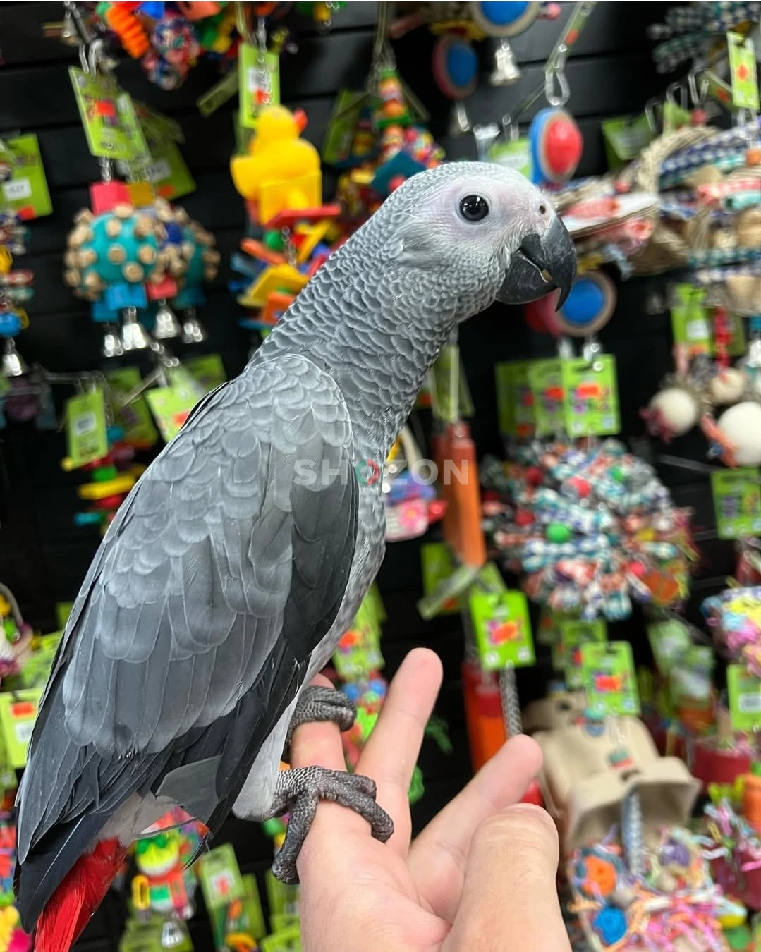 African Grey Parrots Available – UAE