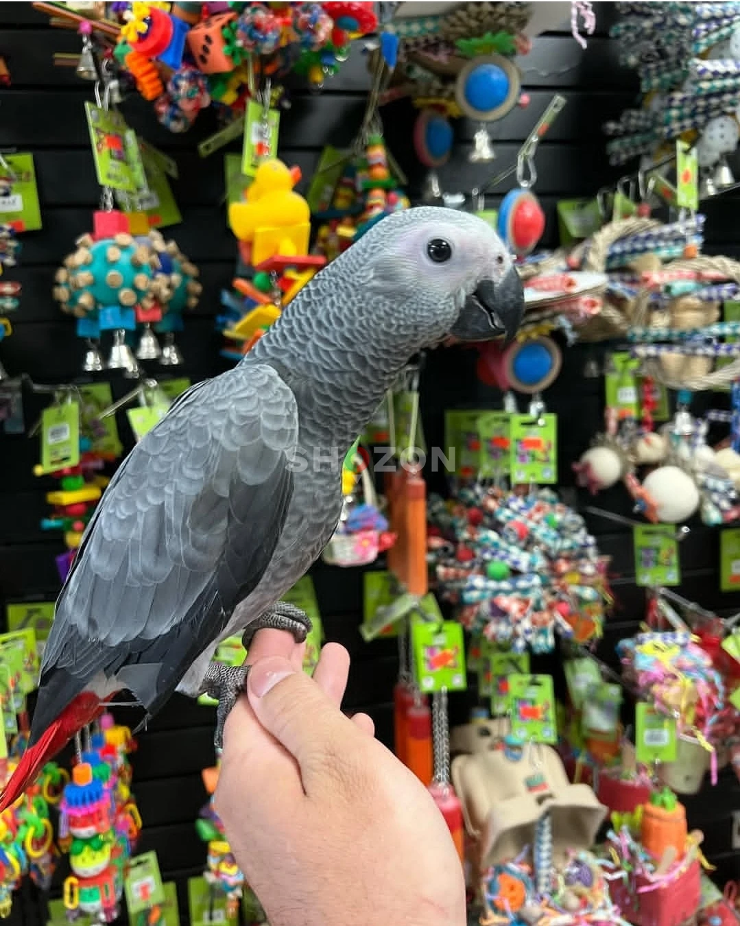 African Grey Parrots Available – UAE