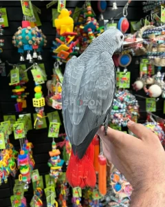African Grey Parrots Available – UAE
