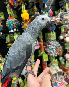 African Grey Parrots Available – UAE