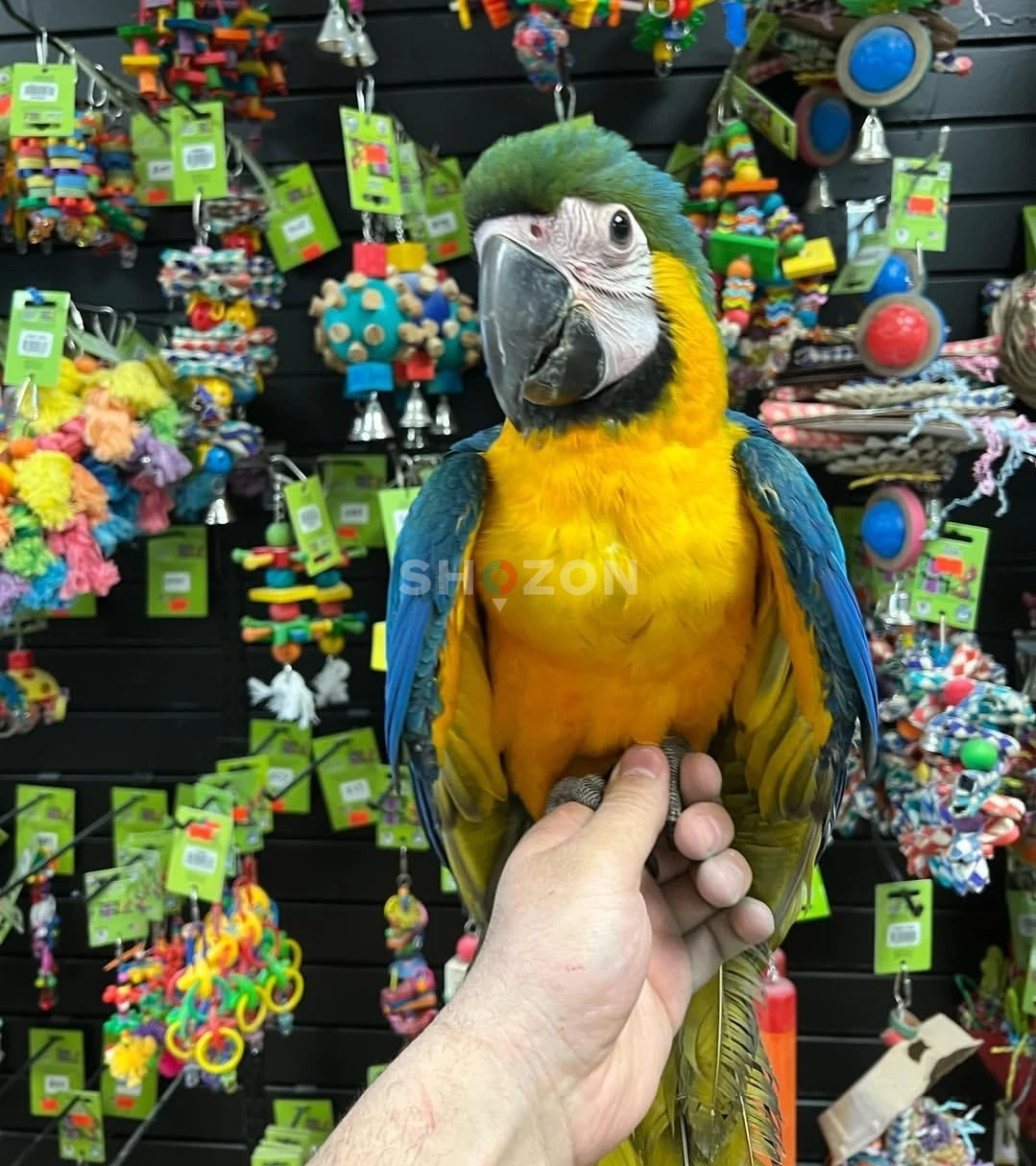 Macaw Parrots Available – UAE