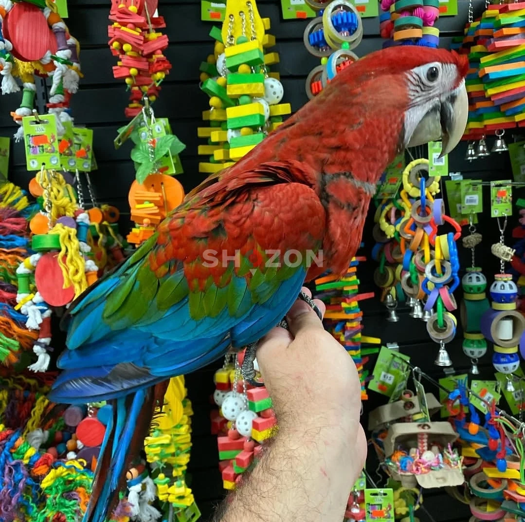 Macaw Parrots Available – UAE