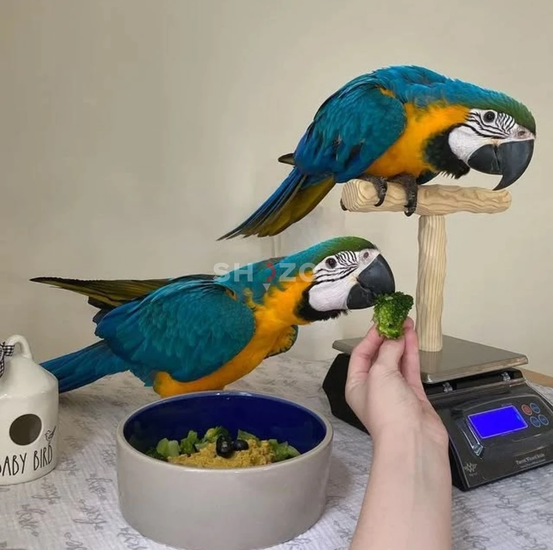 Macaw Parrots Available – UAE