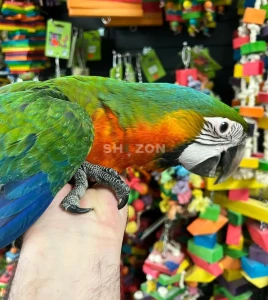 Macaw Parrots Available – UAE