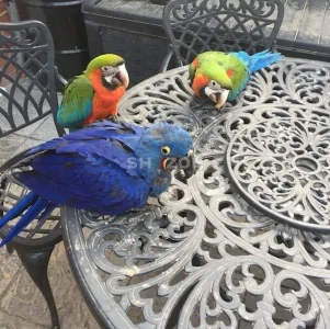 Shozon listing image