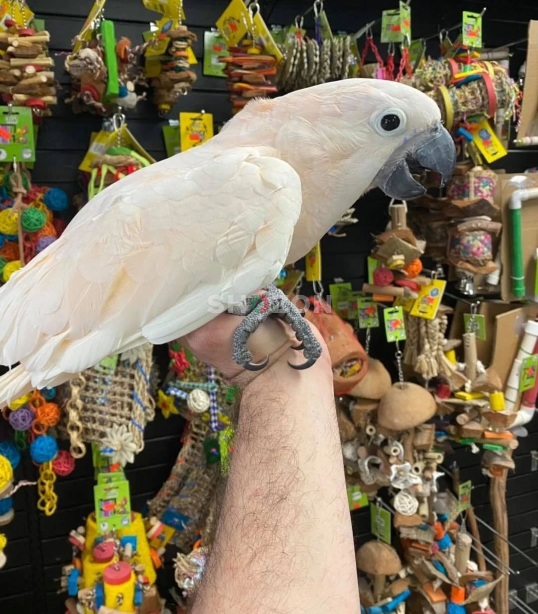 Beautiful Cockatoo – Perfect Companion