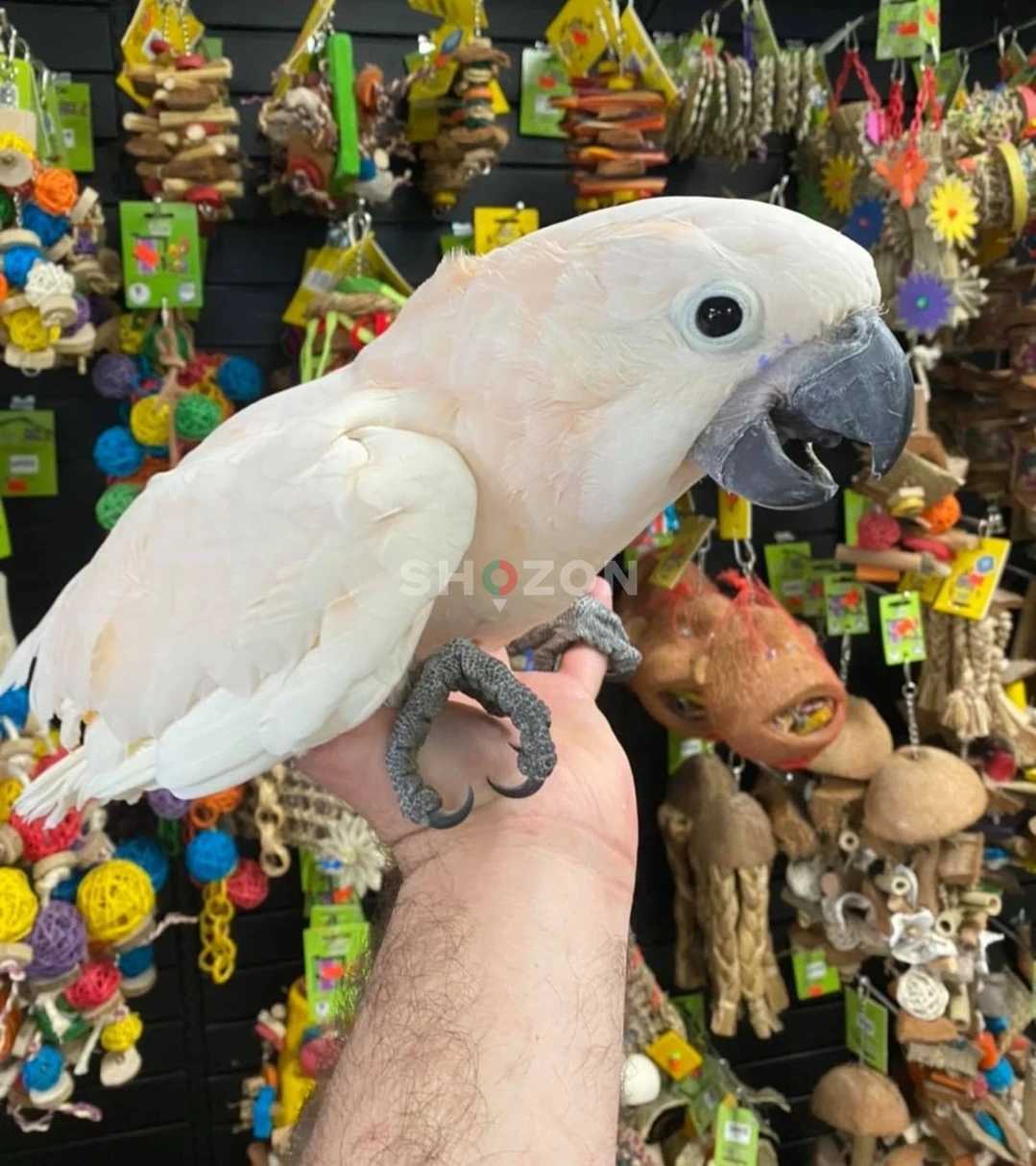 Beautiful Cockatoo – Perfect Companion