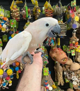 Beautiful Cockatoo – Perfect Companion
