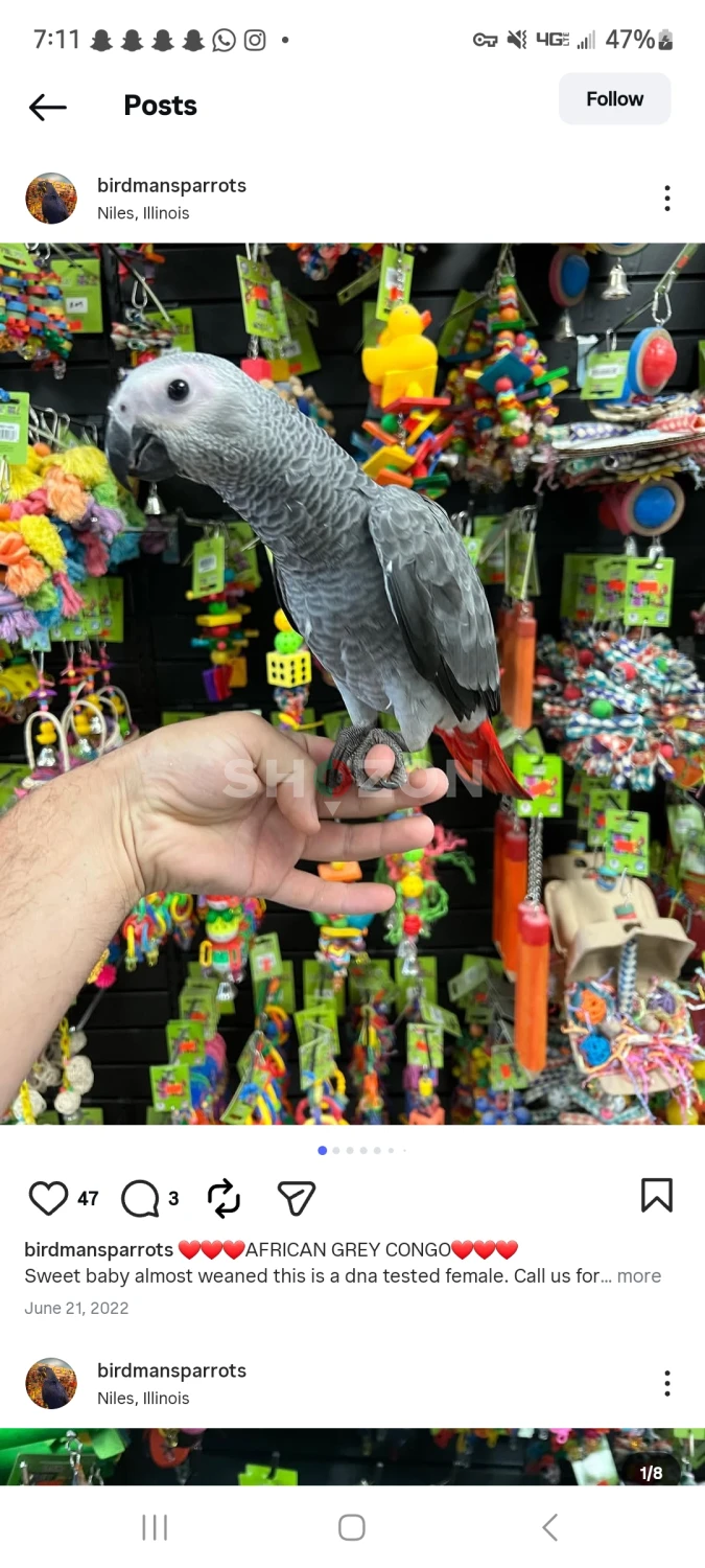 African Grey Parrots Available – UAE,