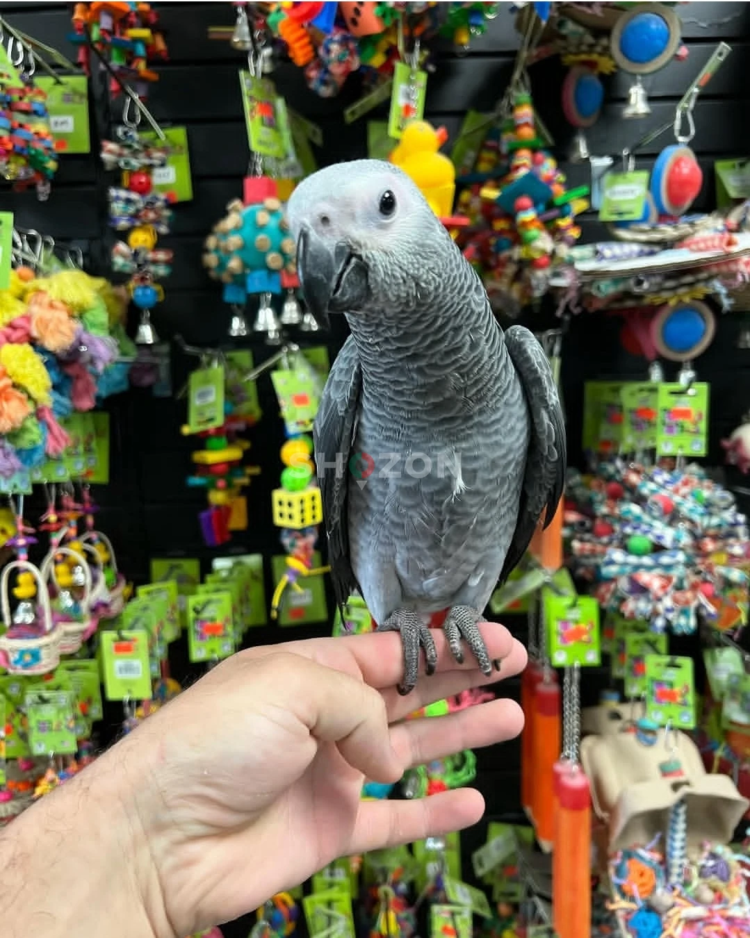 African Grey Parrots Available – UAE,