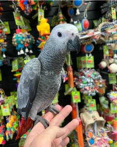 African Grey Parrots Available – UAE,