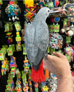 African Grey Parrots Available – UAE,
